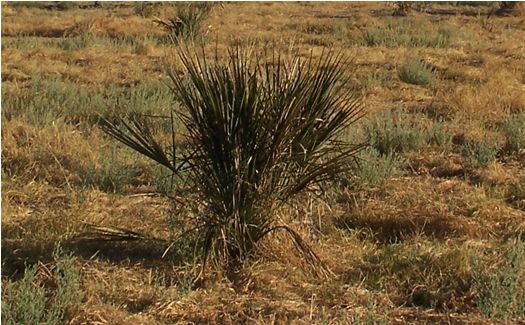 A young palm ready for harvesting fronds